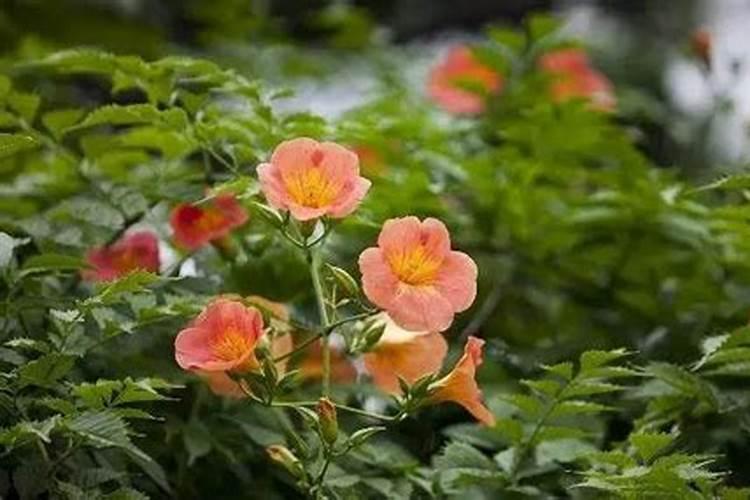 桂子花开是什么季节