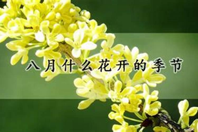 阳历八月份开什么花