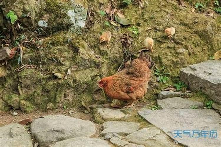 梦见四只鸡是什么意思？