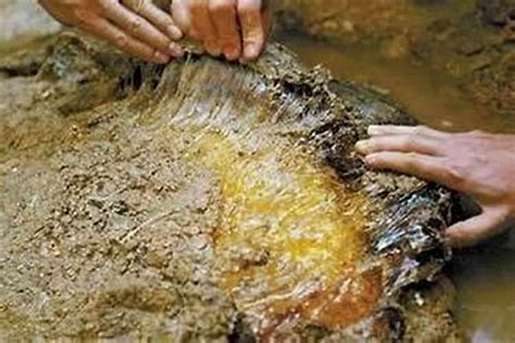 太岁用什么水养最好