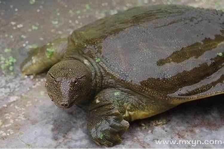 男生属相马与女生啥属婚配好,男孩属马跟女孩什么属相配