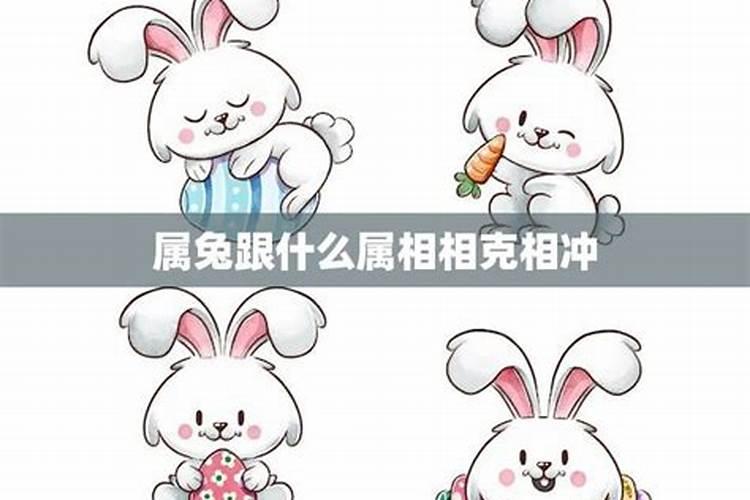 兔相冲的三个属相