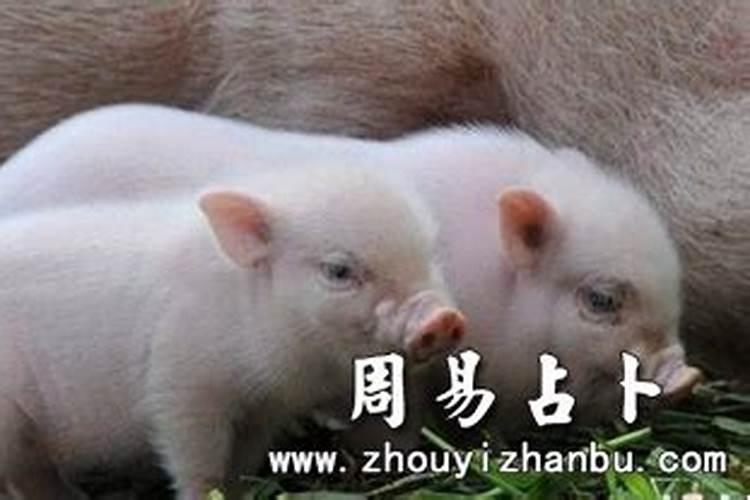 梦见小猪仔是什么意思 不同梦境有不同解析
