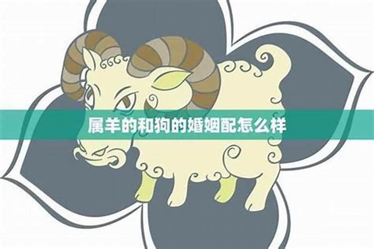 67年羊男70年狗女婚配,67年男羊与70年狗女能白头偕老吗