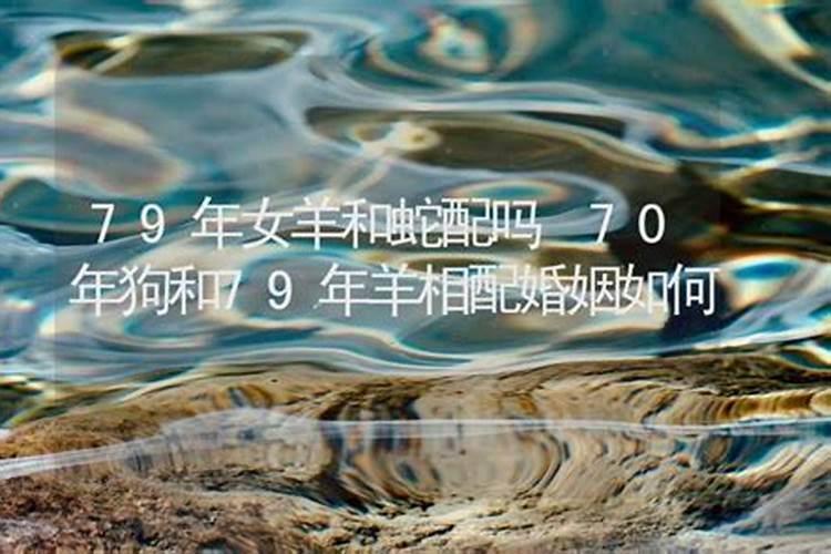 属羊的和属狗的相配吗