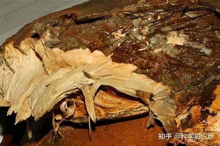 “太岁”到底是什么生物,真的那么神奇吗？