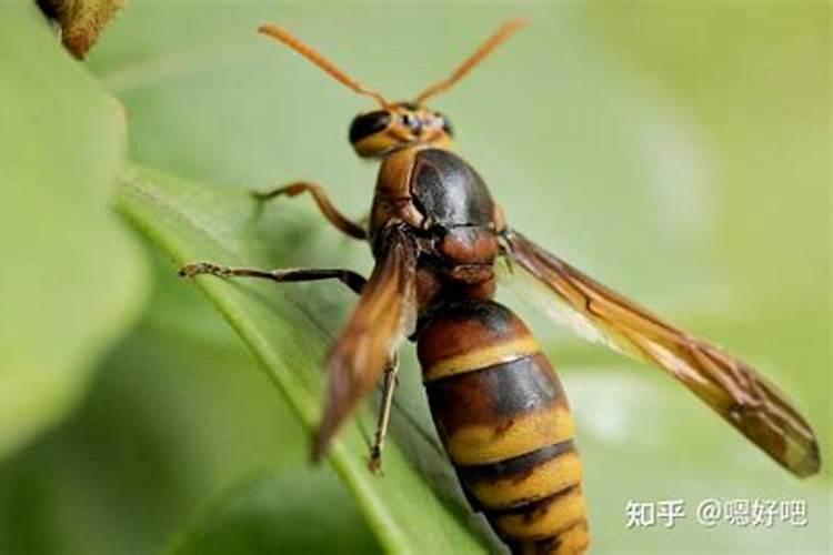 农历1999年十月初一是什么星座啊？