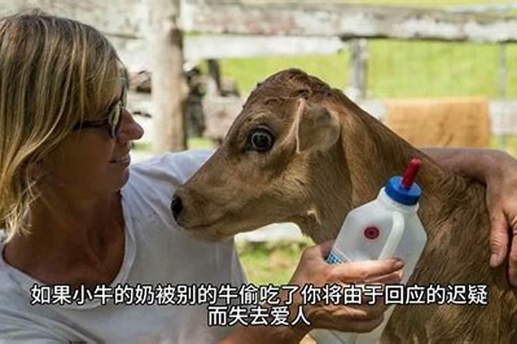 梦见牛是什么意思+周公解梦？