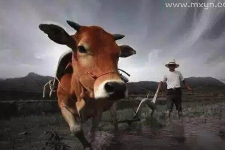 梦见牛,周公解梦梦到牛是什么意思,做梦梦见牛好不好