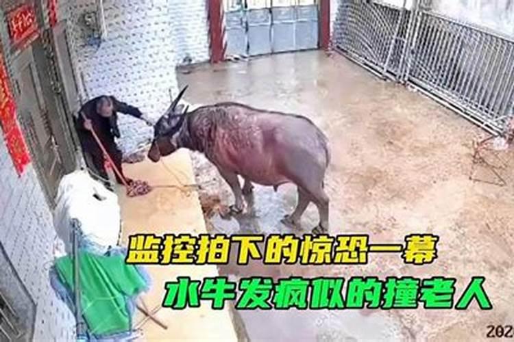 梦见水牛是什么预兆