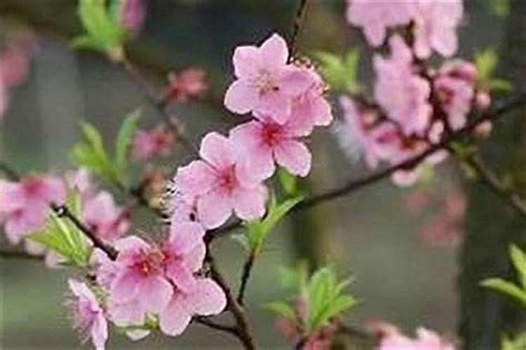 五行缺火男性命犯桃花煞怎么化解