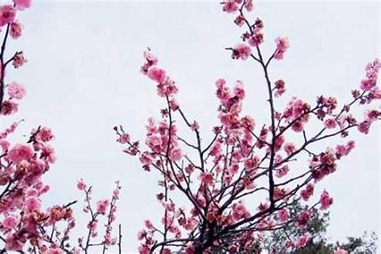 男生佩戴什么能旺桃花男士佩戴什么旺桃花