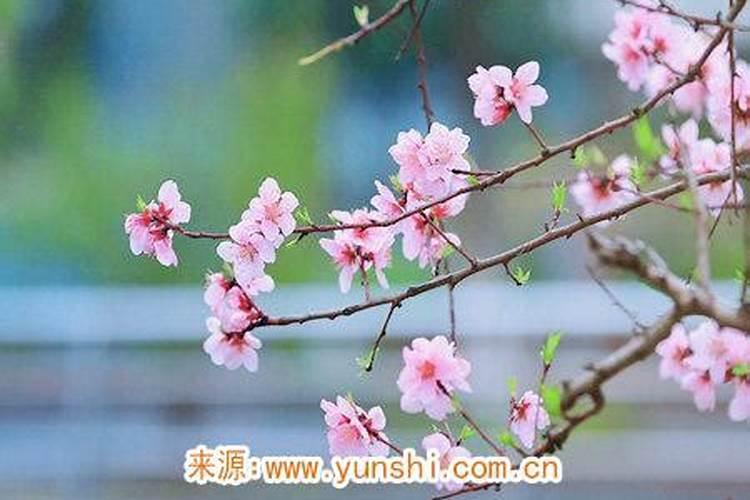 放在水上的莲花灯叫什么