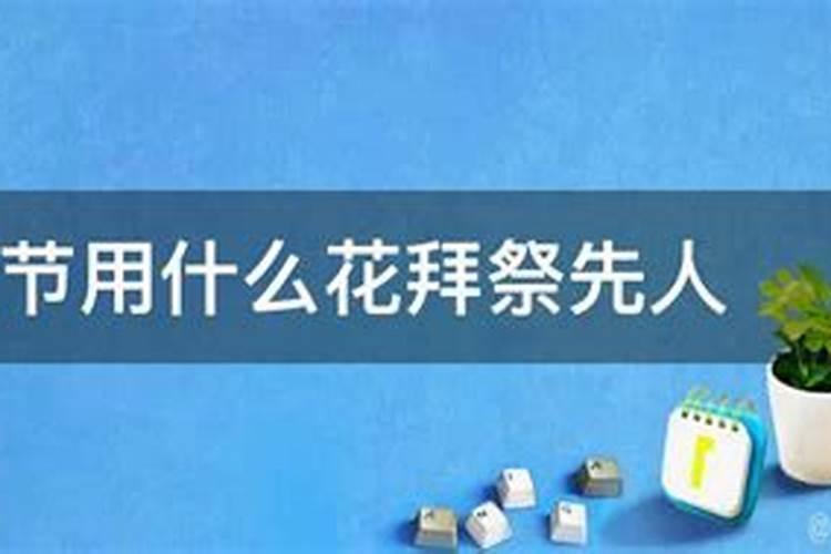 给老人上坟买几朵花(去坟前祭奠老人摆花买什么鲜花)