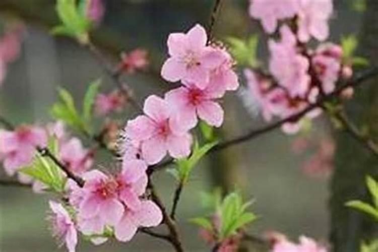 老公犯桃花怎么办