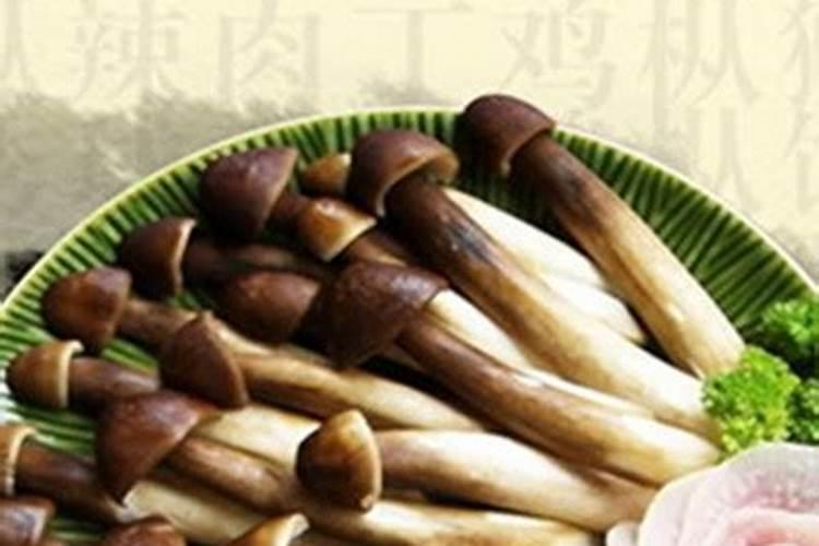 梦见一只蝴蝶围绕我的预兆