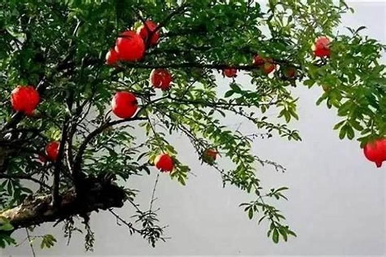 什么属相适合戴朱砂佛,不是本命年可以佩带生肖对应的朱砂吗