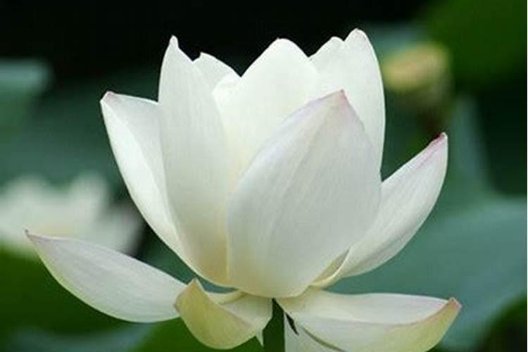 清明节注意事项及禁忌