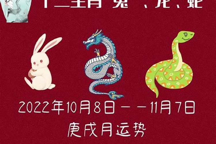 生肖兔今年运势2025年每月运势