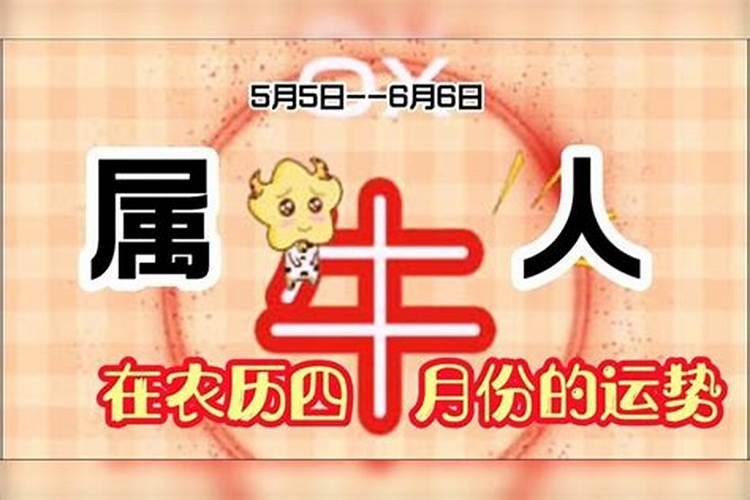 农历四月份出生的牛命运好吗,为什么属牛的456月份不好