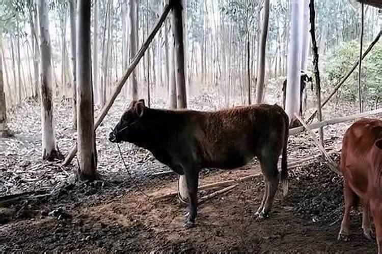 梦见拆旧房子准备重建