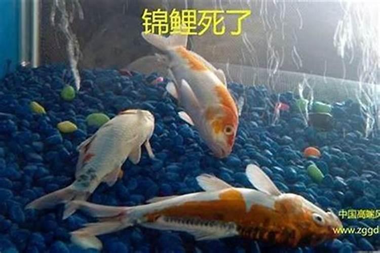 养鱼在风水上有啥说法吗 养鱼能带来什么运气？
