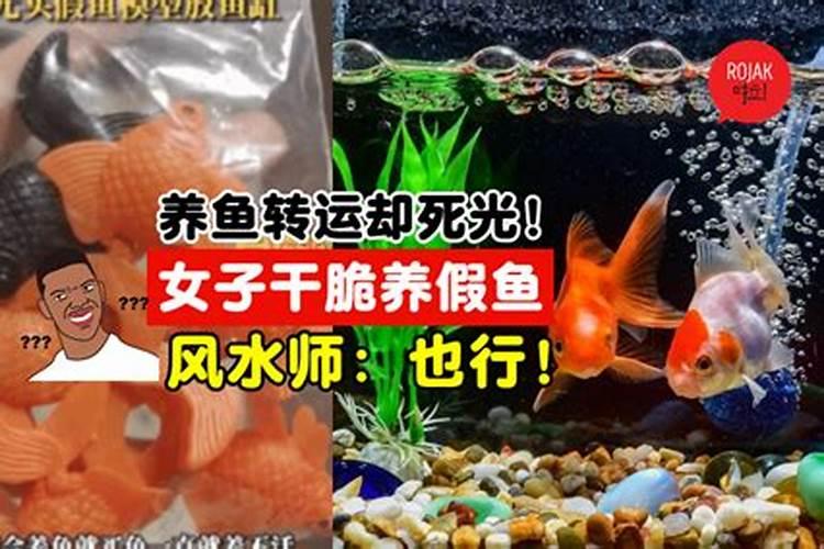 养鱼可以改变运气吗