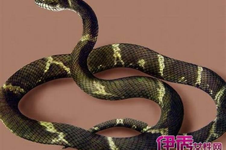 梦见大蛇追赶的预兆