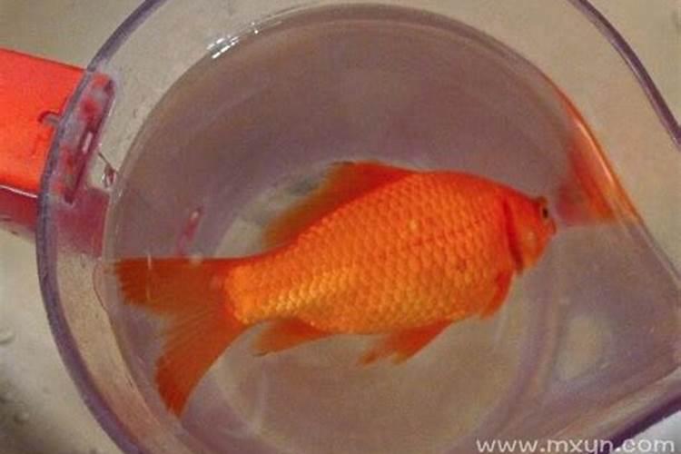 梦见红金鱼死了