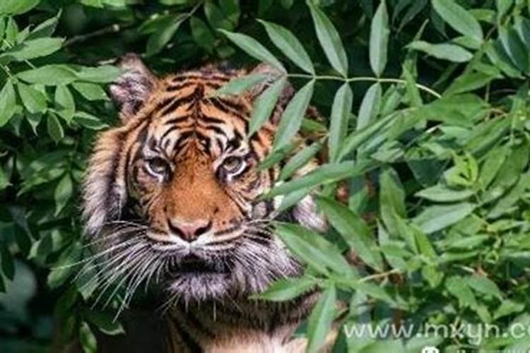什么是四言独步,如何运用四柱八字预测四言独步？