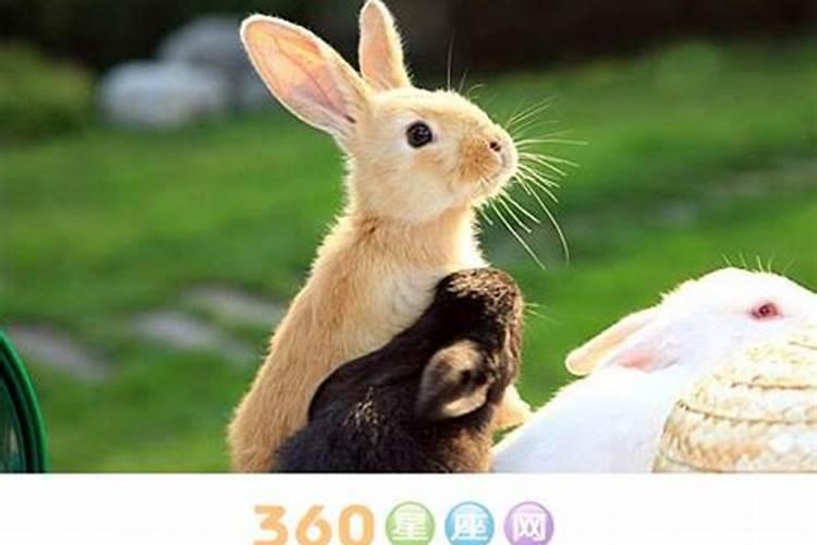 87年男兔2024年的婚姻和命运