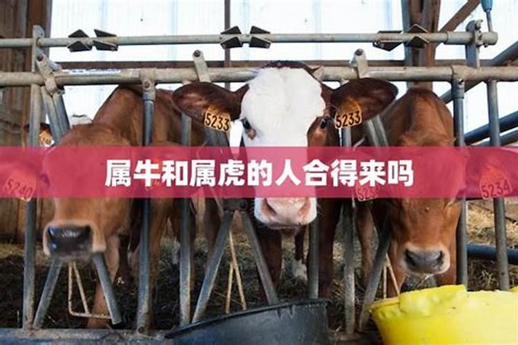 合八字:属牛的女人与属虎男八字好吗 婚姻怎么样