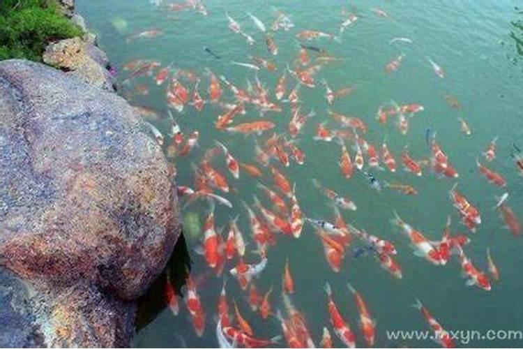 梦见老虎咬自己手臂有什么预意？
