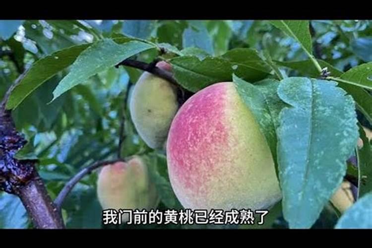 做梦梦到公公死了 出殡