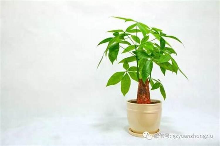 房子摆放什么最旺事业运