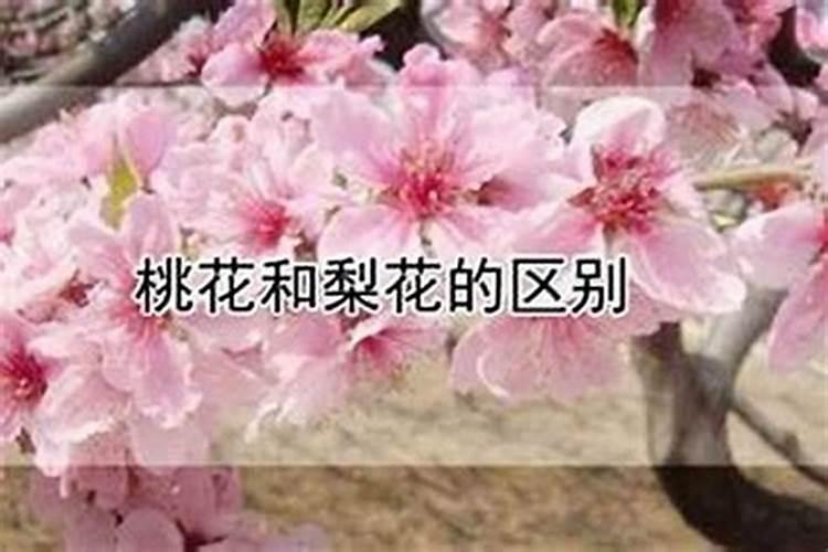 怎么看八字中的桃花运？