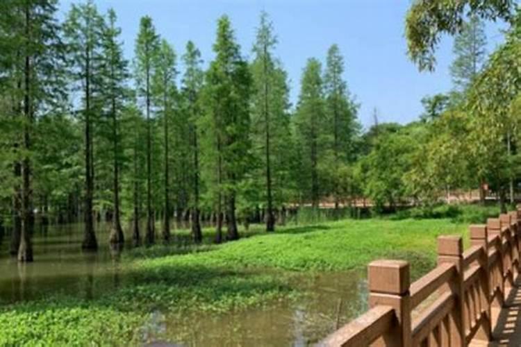 南京十大端午节旅游景点 南京端午节去哪玩好 金陵龙舟节游玩好去处