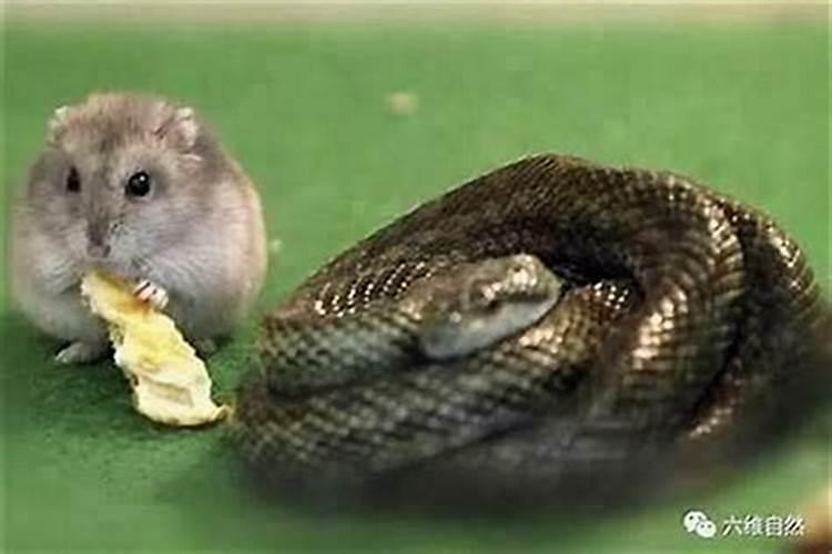 动画鸣人vs雷影多少集