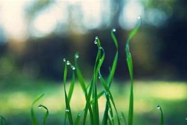 生肖鼠1972年2025年运势如何 生肖鼠1972年2025年全年运势
