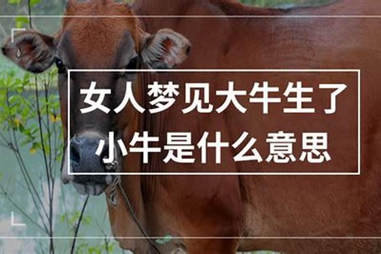 女人梦见牛生小牛是什么意思