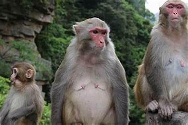 猪年生宝宝好不好 看完98%想要生猪宝宝？