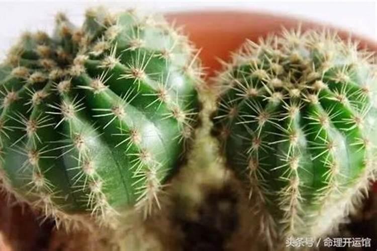 2025年犯太岁的生肖猪怎么化解 2025年犯太岁的生肖猪怎么躲星