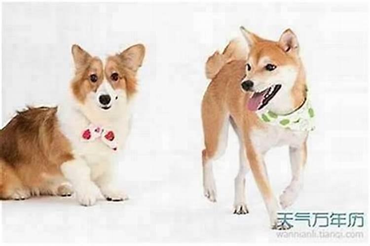 财神节贡品一般都怎么摆 心诚则灵寓意为佳