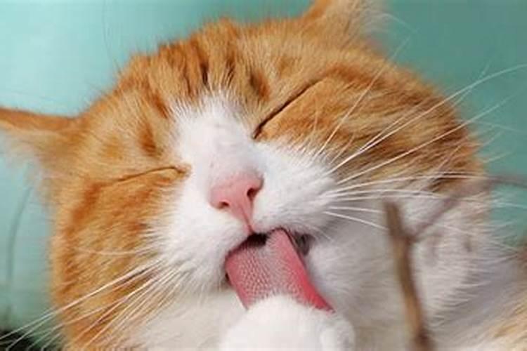 梦到猫死了有什么预兆