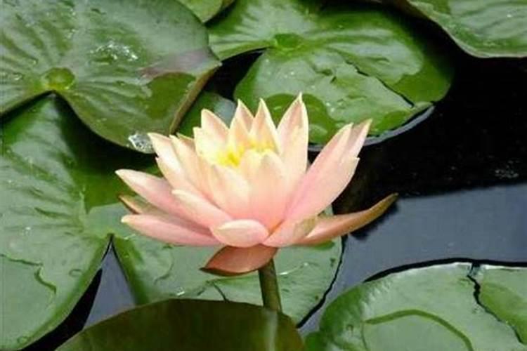 中秋节的风俗习惯