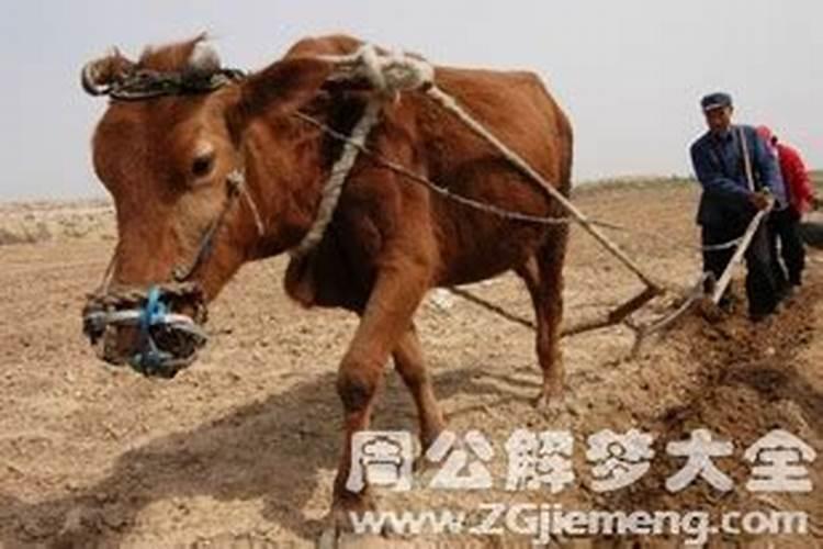 梦见被黄牛追赶攻击预示着什么？有什么特殊意思？
