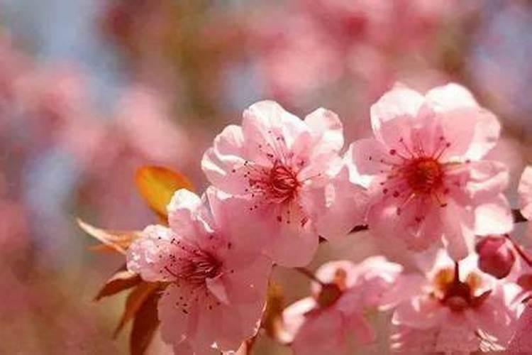 怎么催旺正缘桃花民间招桃花的气运方法？