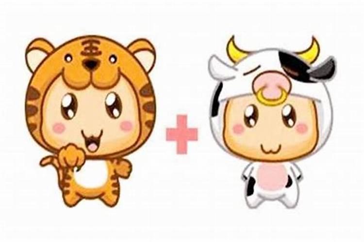 牛和虎的属相合不合