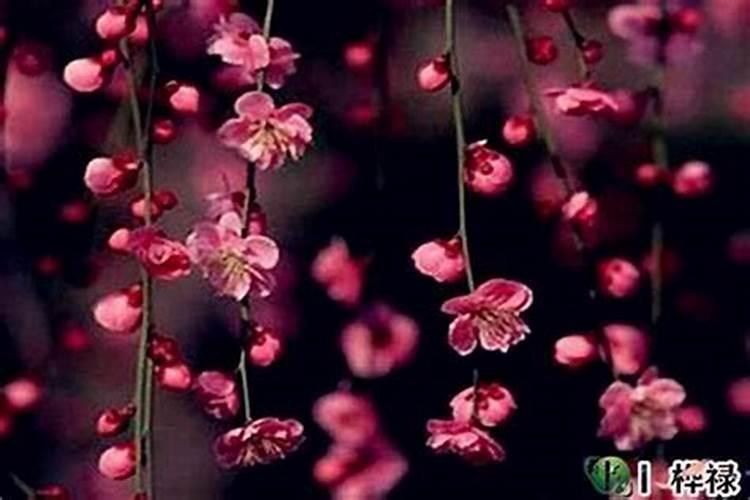 清明节出生的人命好不好,为什么叫天胎