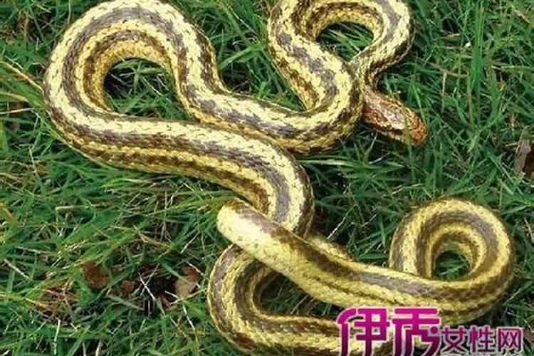 怀孕梦见打死蛇是什么意思怀孕梦见把黑蛇打死什么预兆(孕妇梦见打死...
